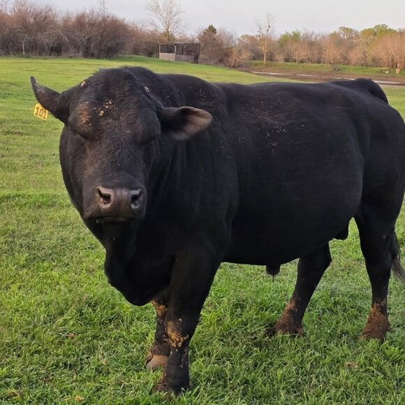 Welcome to my closet. I am open to bundle offers. - Picture 10 of 16